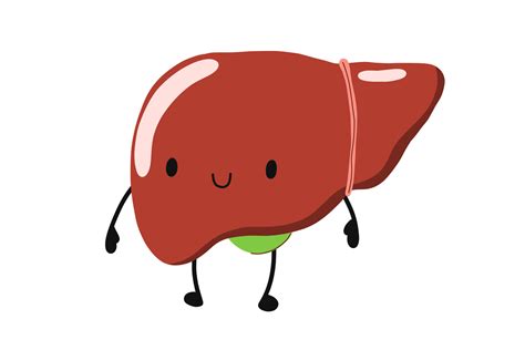 Liver character. Healthy liver. Stock vector cartoon illustration on a ...