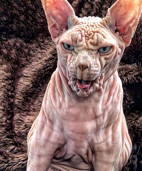 This Extra-Wrinkly Evil-Looking Cat Is Actually Very Lovely (30 Pics ...