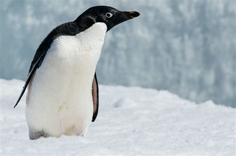 Adelie penguins generally live 11-20 years in the wild. There are an estimated 2.5 million ...