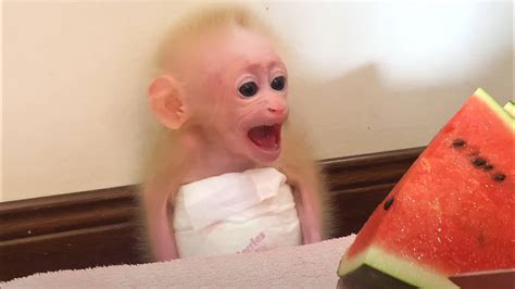 Bibi monkey eats watermelon - YouTube