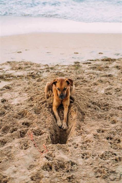 Why Do Dogs Dig Holes: You Wouldn't Believe It - Every Creature Counts