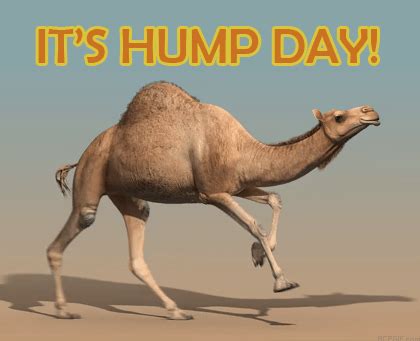 Hump Day Gif - IceGif