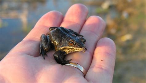 Wood Frog Life Cycle