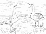 Albatross Coloring Pages  ColoringBay sketch template