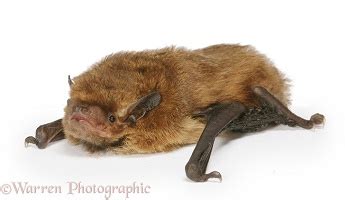 Juvenile Pipistrelle Bat photo WP20143