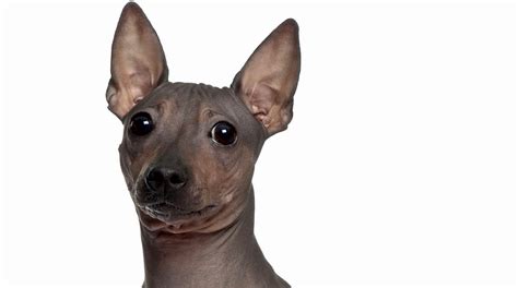 5 Things to Know About American Hairless Terriers - Petful