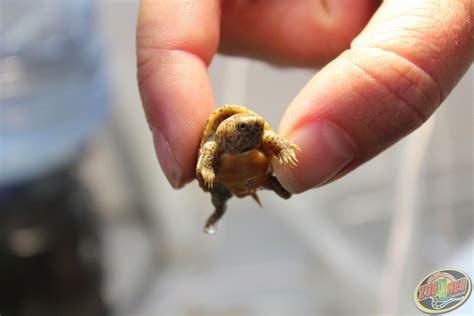 Check out our baby Musk Turtle here at Zoo Med Labs! Cute Creatures, Beautiful Creatures ...