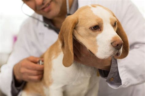 Beagle Health Issues: 7 Common Diseases to Look Out For | Pet Keen