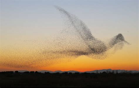 A murmuration of starlings assumes the shape of a bird mid flight. : r/pics