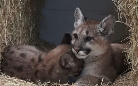 Mountain Lion Cubs Spotted in Minnesota