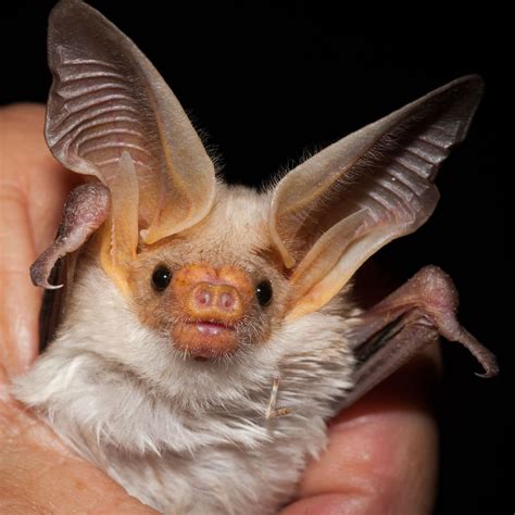 Bats Use Their Ears at Amanda Young blog