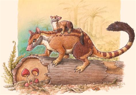 Three New Species of Extinct Marsupials Identified | Paleontology | Sci-News.com