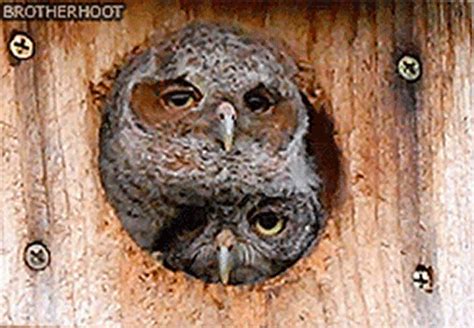 14 Surprising Facts About Sleep As Told By Tired Animals | Tired animals, Owl, Owl gifs