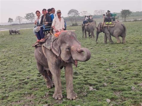 Elephant Safari Booking in Kaziranga national park price timing ...