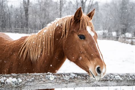 Keep Your Horse Warm, Healthy & Happy During Winter - 4 Tips