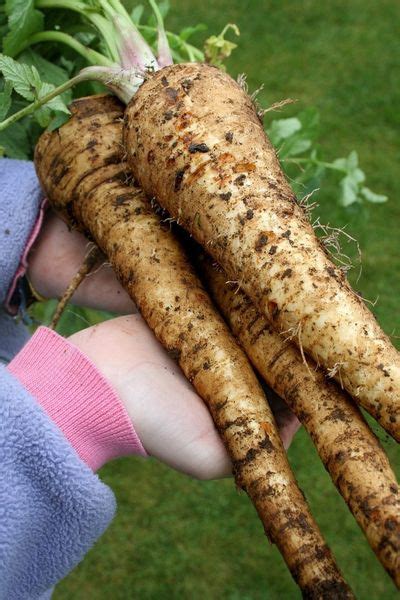 Growing Parsnips In Toilet Paper Rolls: How To Grow Straight Parsnips In The Garden