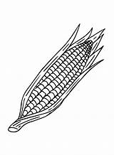 50  Corn Coloring Pages Free Printable PDF JPG PNG & Online sketch template