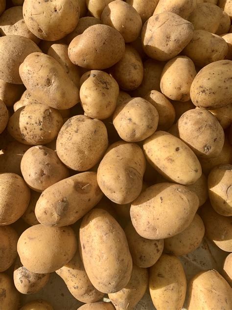 Yellow Potato Demand Continues to Climb | Potato Grower Magazine