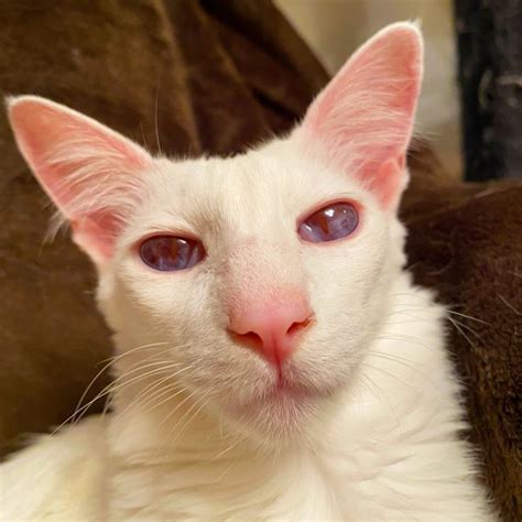 Pangur Albino cat eyes | Albino cat, Pet blog, Albino animals