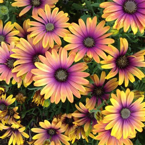 African Daisy (Dimorphotheca Aurantiaca)- Mixed colors- 100 seeds ...