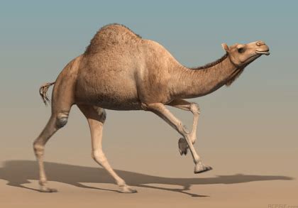 The Newest Camel Gifs On Picsart Camel Gif Lowgif - vrogue.co