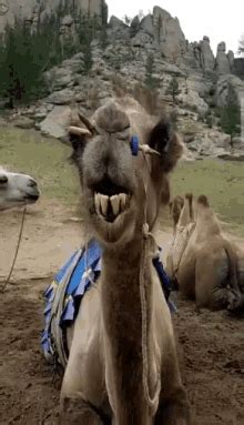 Camels GIFs | Tenor