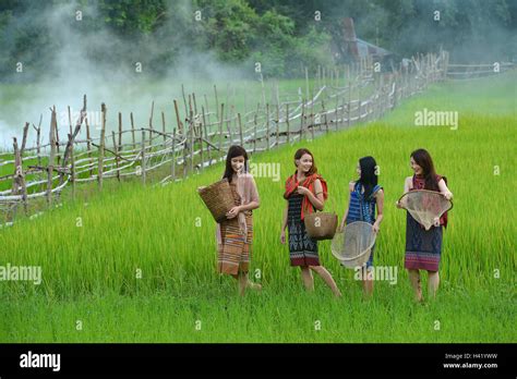 Four women walking through a rice field, Thailand Stock Photo - Alamy