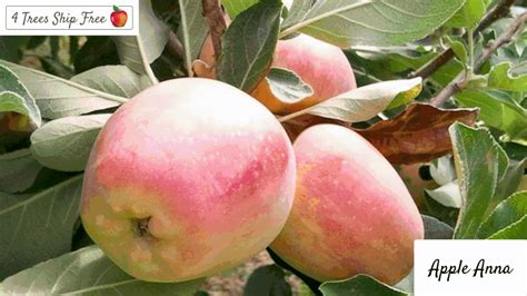 Discover Our New Selection of Fruit Trees for Spring Planting - Grow Organic