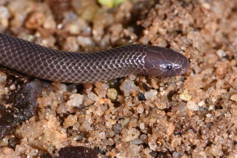 Scientists Discover New Stiletto Snake Species in Africa | Sci.News