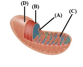 What Is The Structure Of Mitochondria - Describe The Structure Of Mitochondria With The Help Of ...