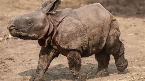 Buffalo Zoo introduces baby rhino named Mohan