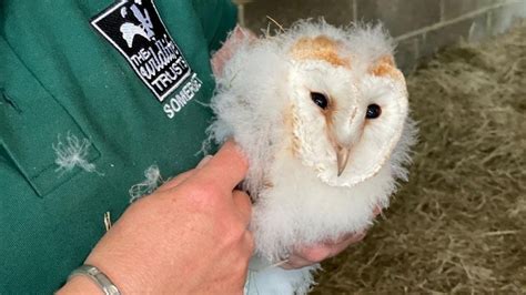 Somerset Wildlife Trust rings owlet webcam stars - BBC News