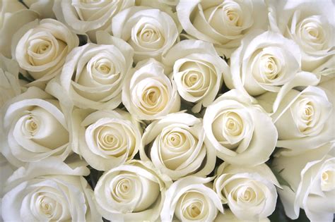 Pure White Roses - Roses Photo (34611002) - Fanpop