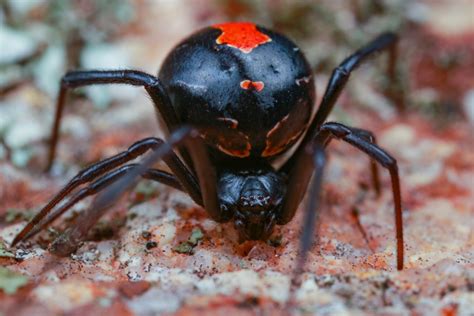 5 Most Dangerous Spiders in the World – Page 11 – Animal Encyclopedia