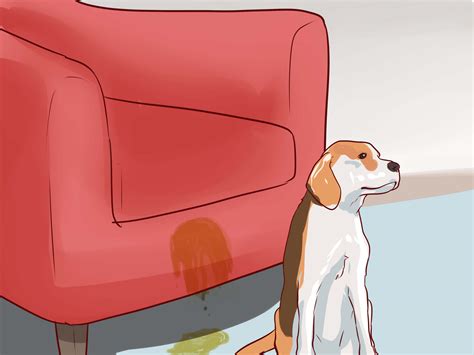 How to Train Beagles (with Pictures) - wikiHow