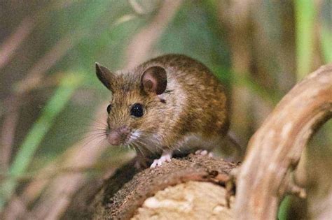 Wood Mouse - British Wildlife Centre