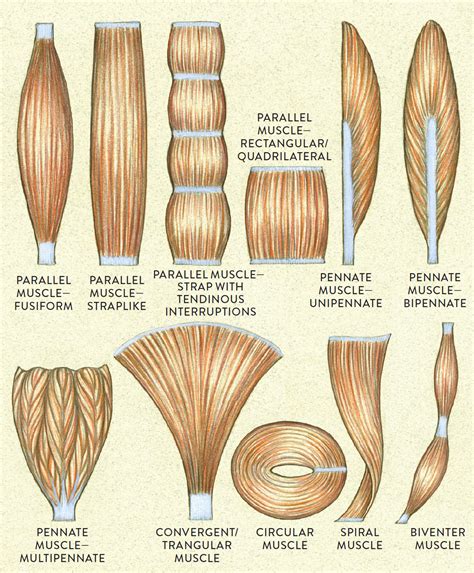 Muscle and Tendon Characteristics - Classic Human Anatomy in Motion: The Artist's Guide to the ...