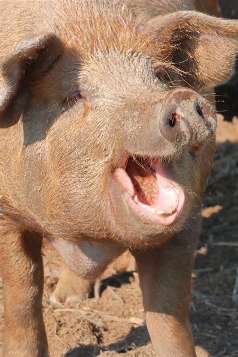 Scientists can now decode pigs’ emotions through their oinks and grunts - Young Post | South ...