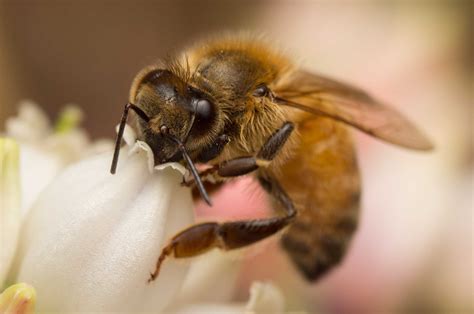 Queen Elizabeth II's bees informed of her death, as part of a long-standing beekeeping tradition ...