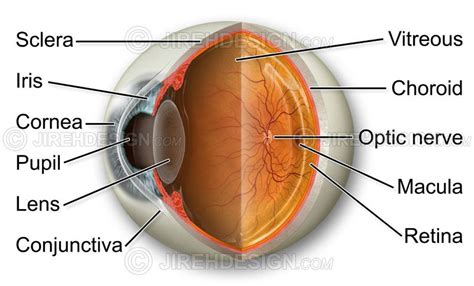 Eye anatomy cross-section diagram - #AN0001