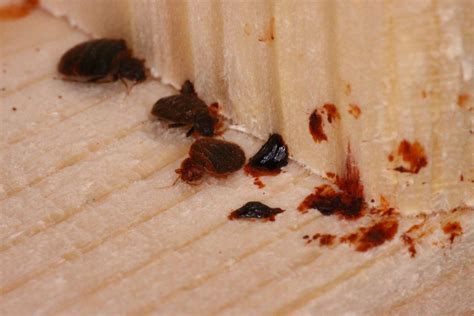 Bed Bug Blood Stains | Areas of random blood near baseboards… | Flickr