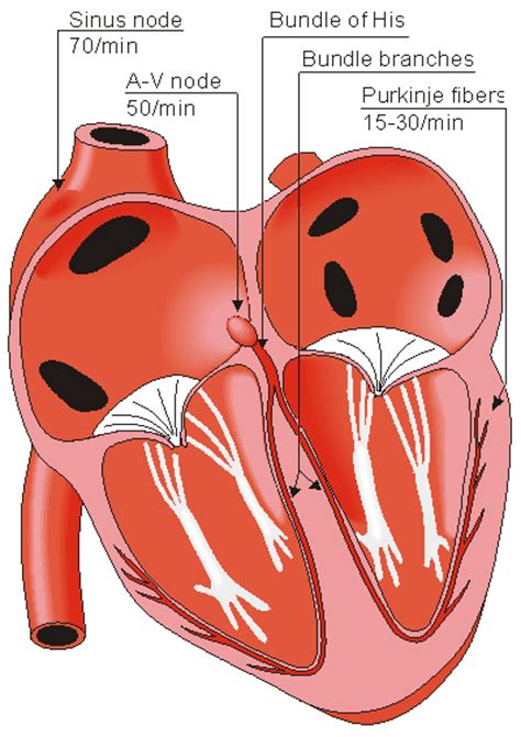 Cardiac Muscle Contraction