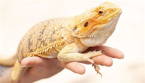 Salmonella Outbreaks Linked to Pet Bearded Dragons | Food Poisoning News