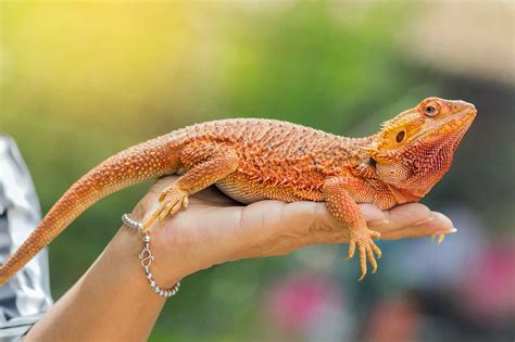 The Fascinating World of Reptile Behavior and Communication - Reptileszilla