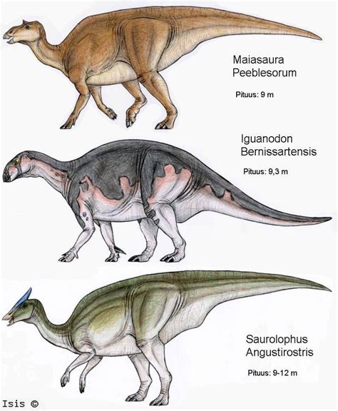 Ornithopoda by IsisMasshiro | Dinosaur illustration, Extinct animals ...