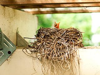 Bird Nest Removal Tips – DRYER VENT & AIR DUCT CLEANING IN OTTAWA