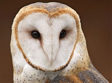 Australian masked owl - Alchetron, The Free Social Encyclopedia