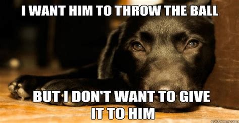 12 Best Labrador Memes of All Time