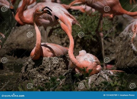 Caribbean Pink Flamingo Nest and Feeding Stock Image - Image of daylight, pink: 151420789