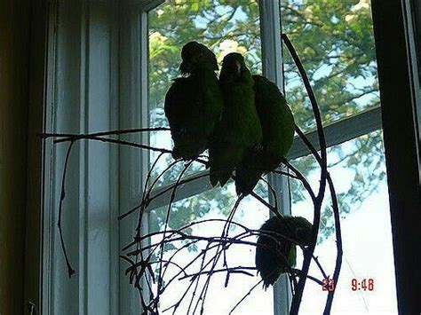 Parrotlets